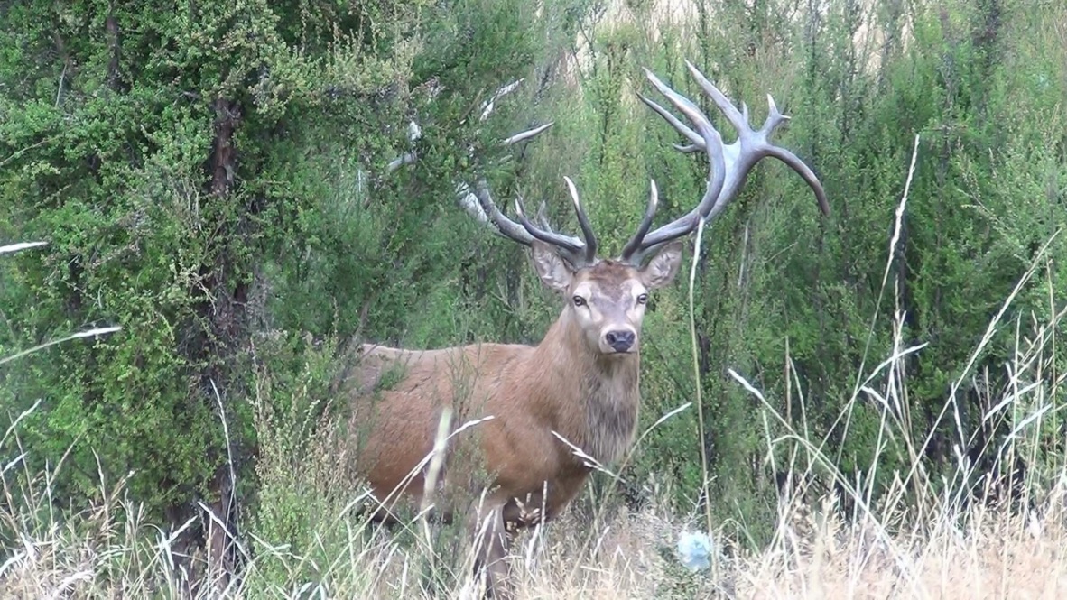 Game Animals